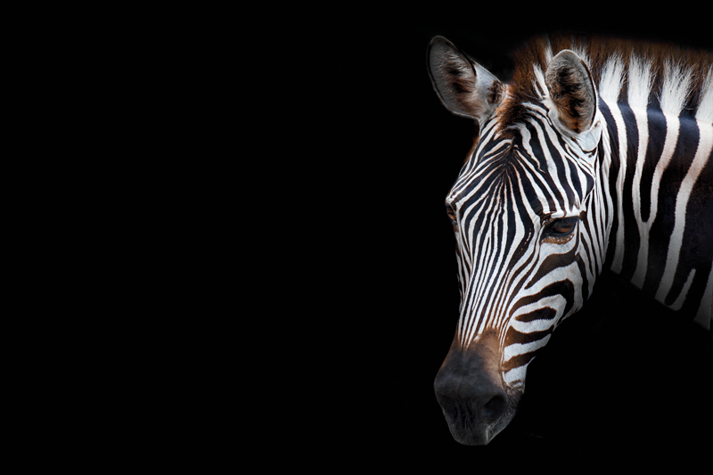 Individual para mesa original cabeza de cebra primer plano - TenVinilo