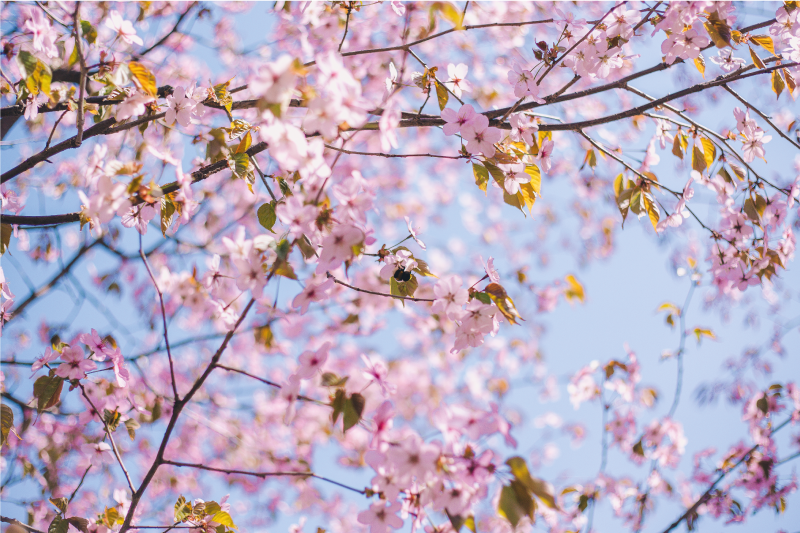 Individual para mesa patrón flor de cerezo en flor - TenVinilo
