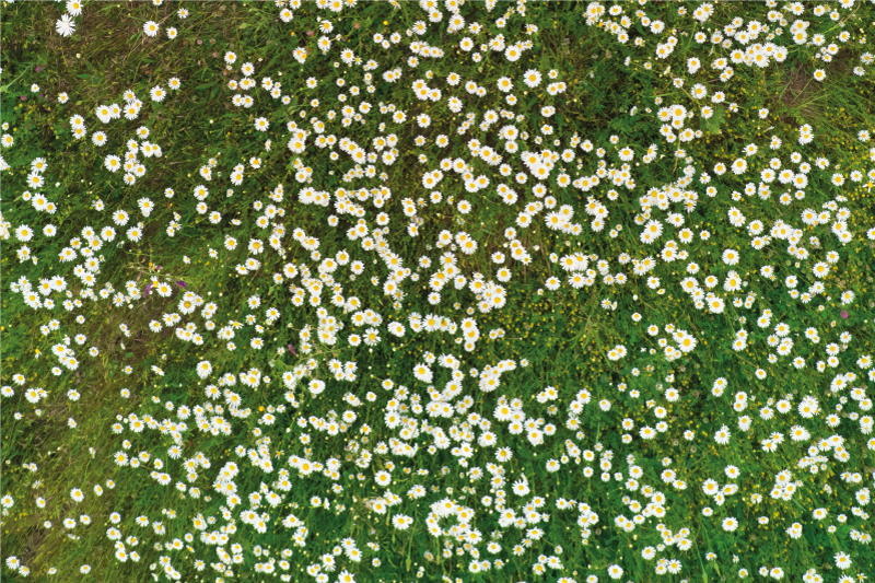 Individual para mesa patrón flores frescas - TenVinilo