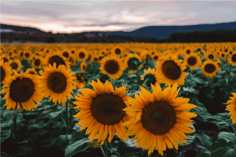 Individual para mesa original campo de girasoles - TenVinilo