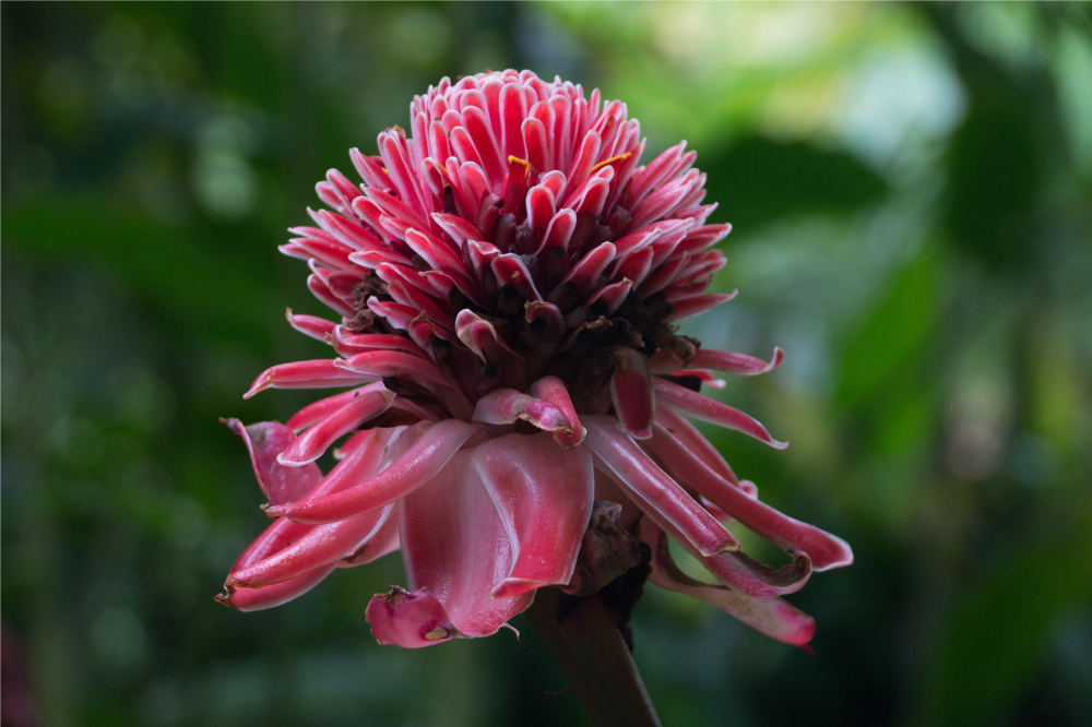 Individual para mesa original arreglo floral tropical - TenVinilo