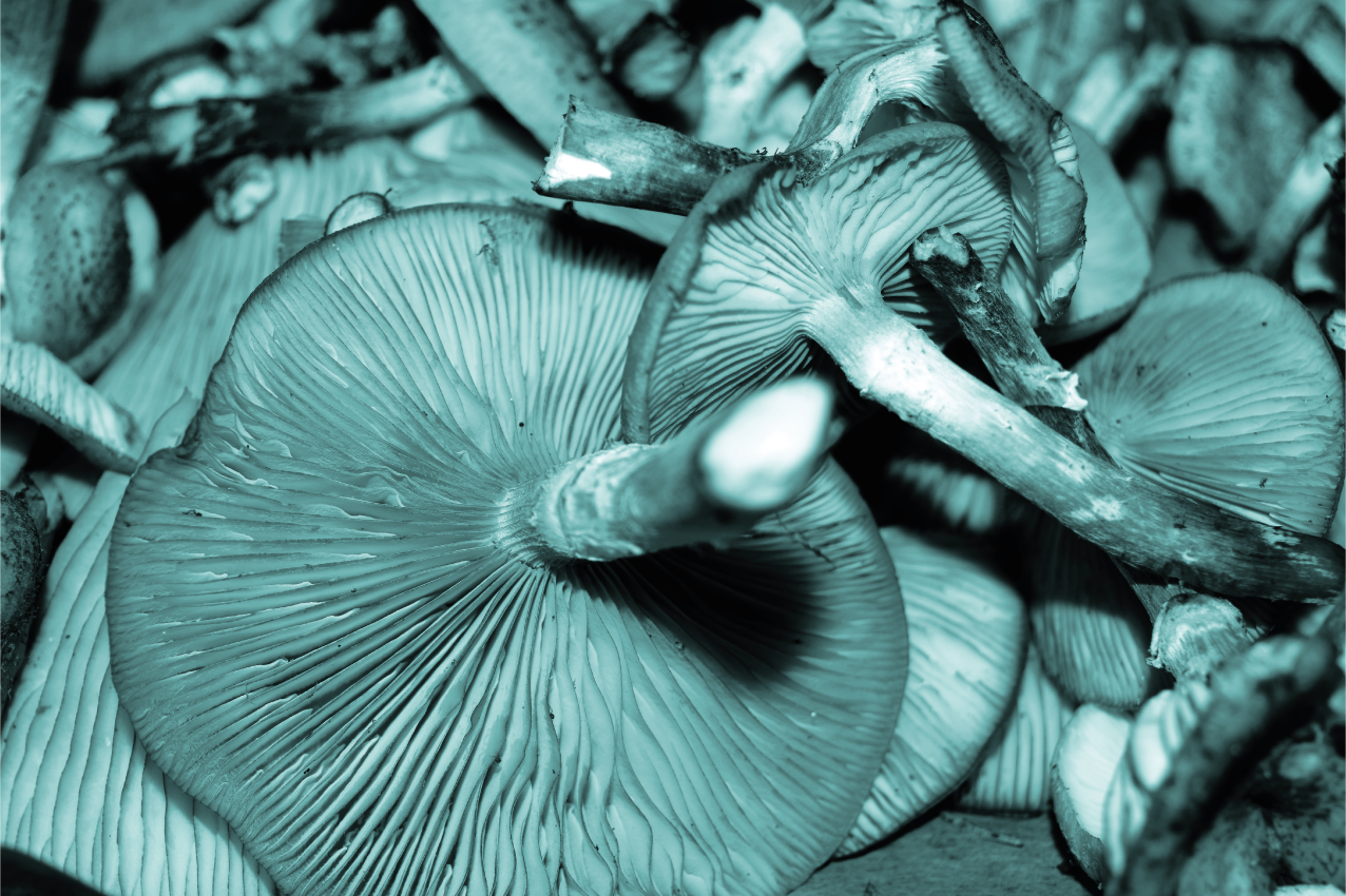 Individual para mesa patrón primer plano de hongo - TenVinilo