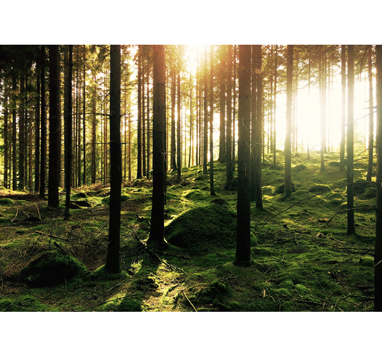 Fotomural de paisaje frondoso bosque verde - TenVinilo