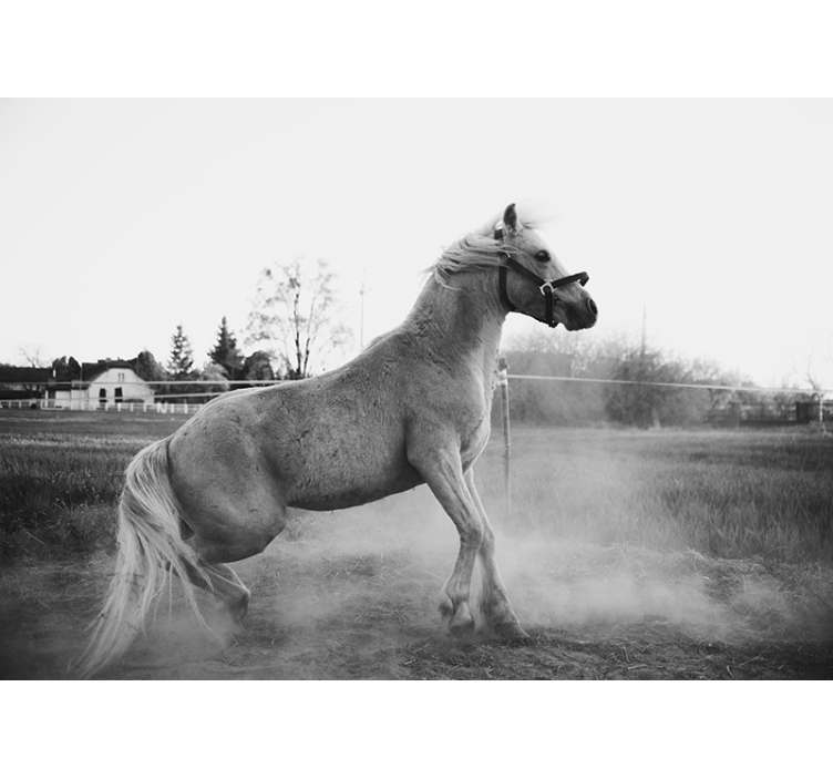 Mural de animales potro galopante - TenVinilo
