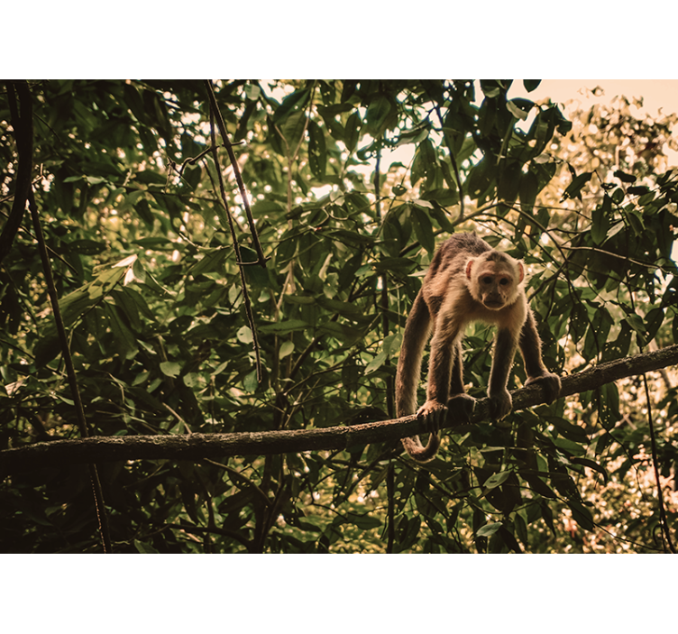 Mural de animales mono en la rama - TenVinilo