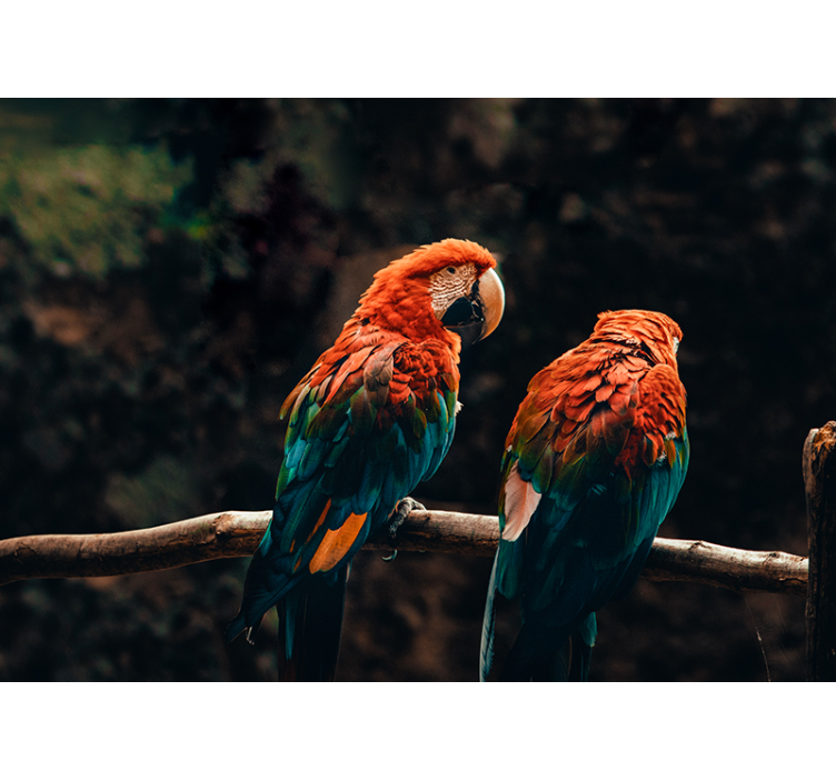 Mural de animales loros coloridos juntos - TenVinilo