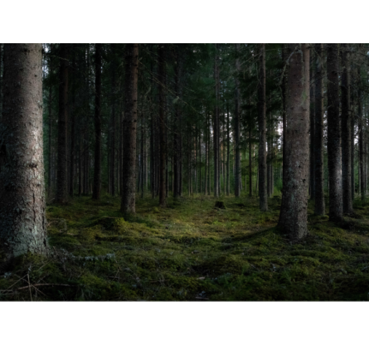 Mural de bosque escena de bosque frondoso - TenVinilo