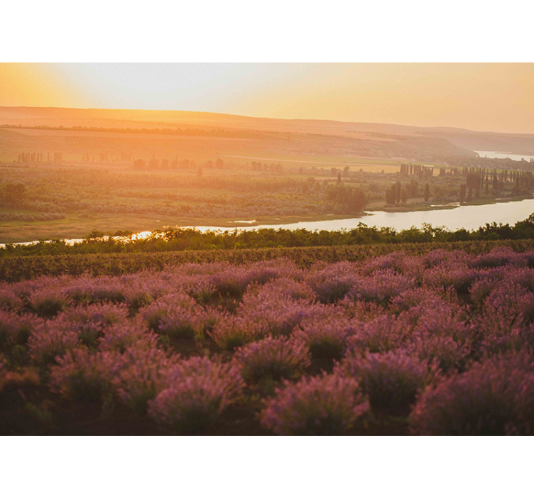 Mural de flores paisaje de lavanda al atardecer - TenVinilo