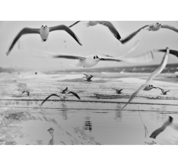 Fotomural animale Gaviotas volando en la playa - TenVinilo