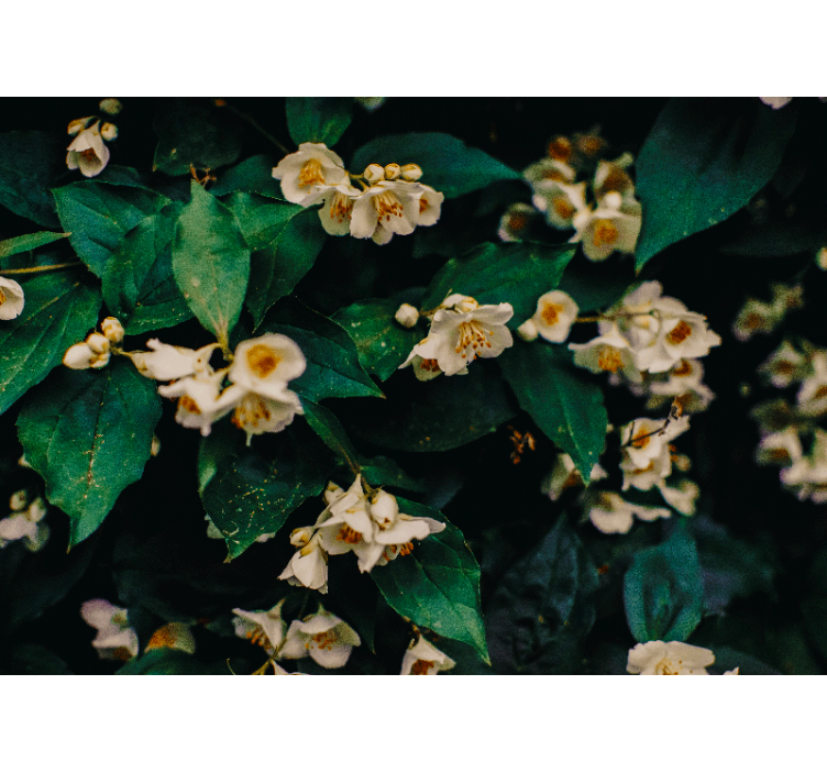 Fotomural baño Flores de jazmín - TenVinilo