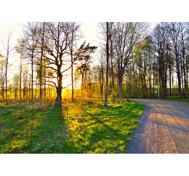 Mural de naturaleza sendero del bosque soleado - TenVinilo