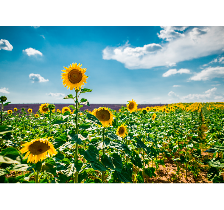 Mural de flores la felicidad del campo de girasoles - TenVinilo