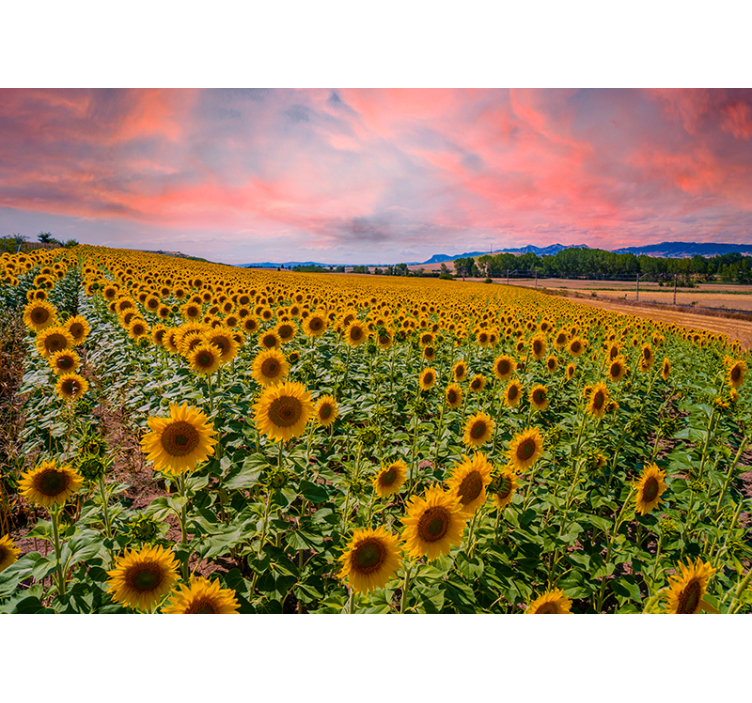 Mural de flores campo de girasoles - TenVinilo