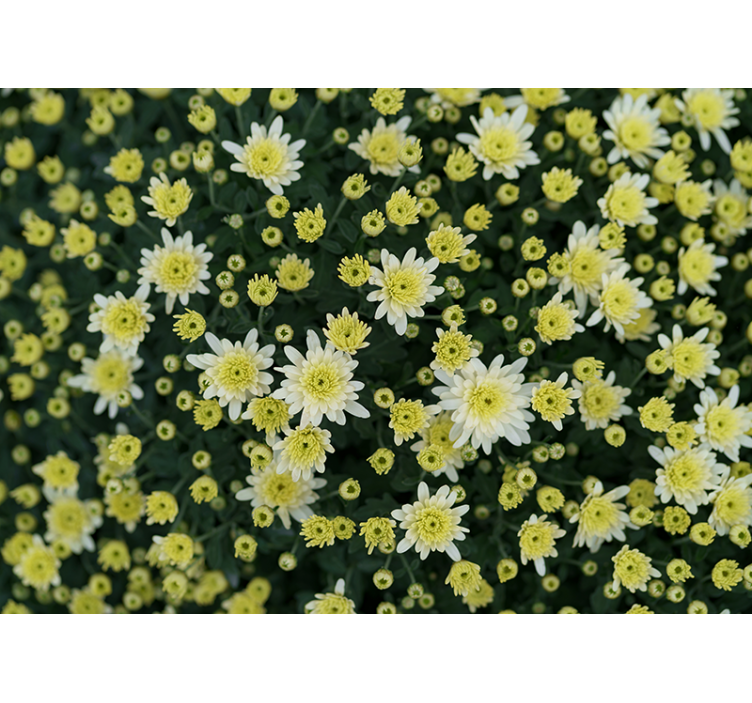 Mural de flores amarillo en flor - TenVinilo