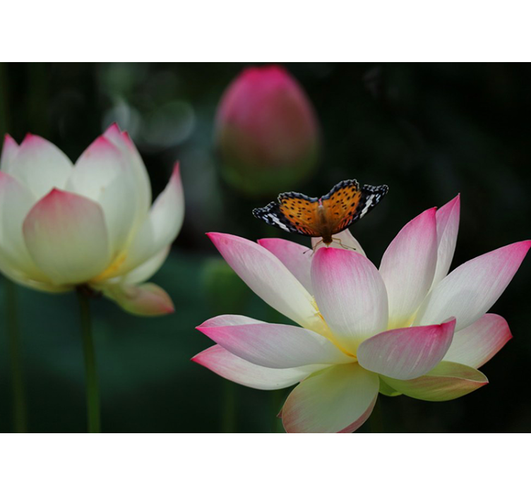 Mural de flores elegante flor de loto - TenVinilo