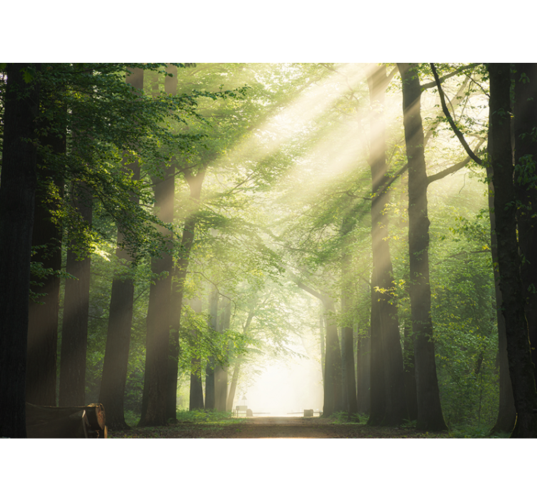 Mural de bosque bosques verdes radiantes - TenVinilo