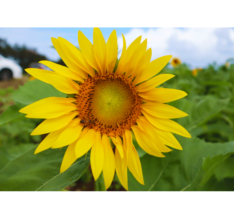 Mural de flores belleza de girasol en flor - TenVinilo
