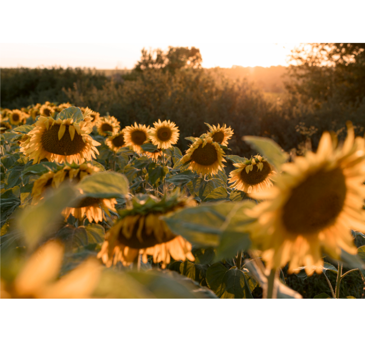 Mural de flores campo de girasoles en serenidad - TenVinilo