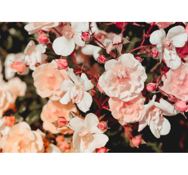 Mural de flores pétalos de rosa en flor - TenVinilo