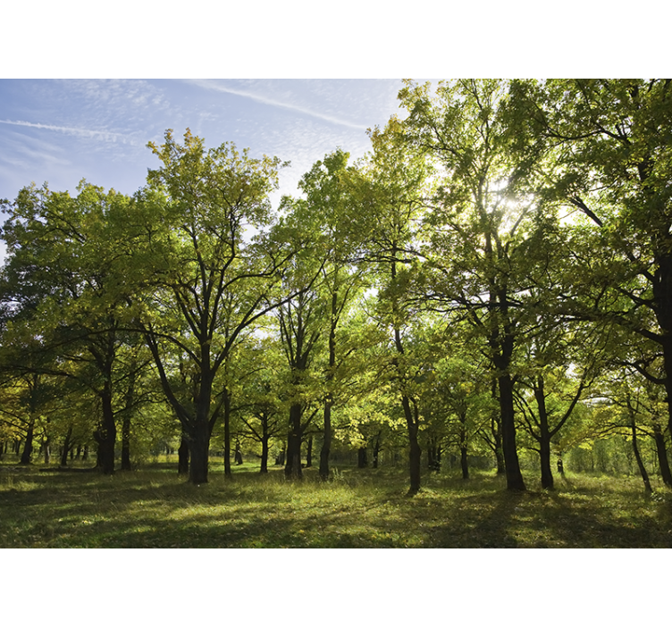 Mural de naturaleza paisaje frondoso vibrante - TenVinilo