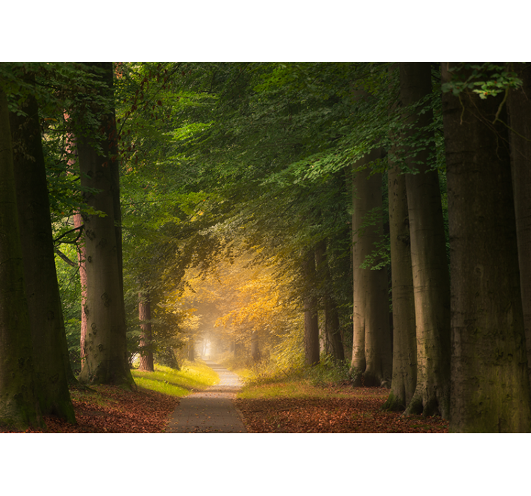 Mural de naturaleza escena de sendero en el bosque - TenVinilo