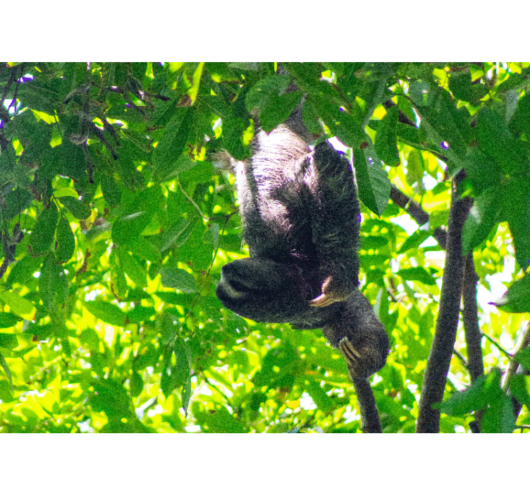 Mural de animales perezoso entre hojas verdes - TenVinilo