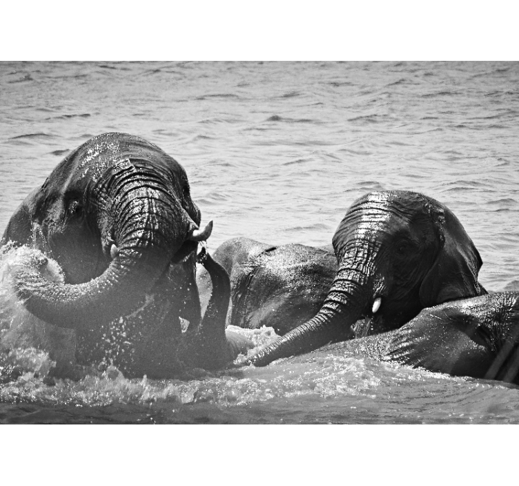 Mural de animales elefantes en líquido - TenVinilo