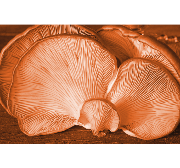 Mural de flores con textura de hongo - TenVinilo