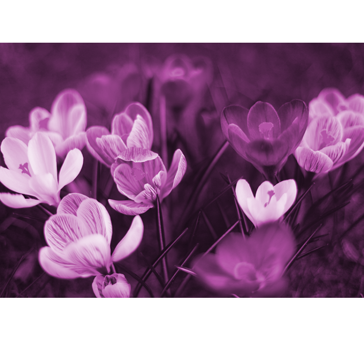 Mural amapolas flor delicada y floral - TenVinilo