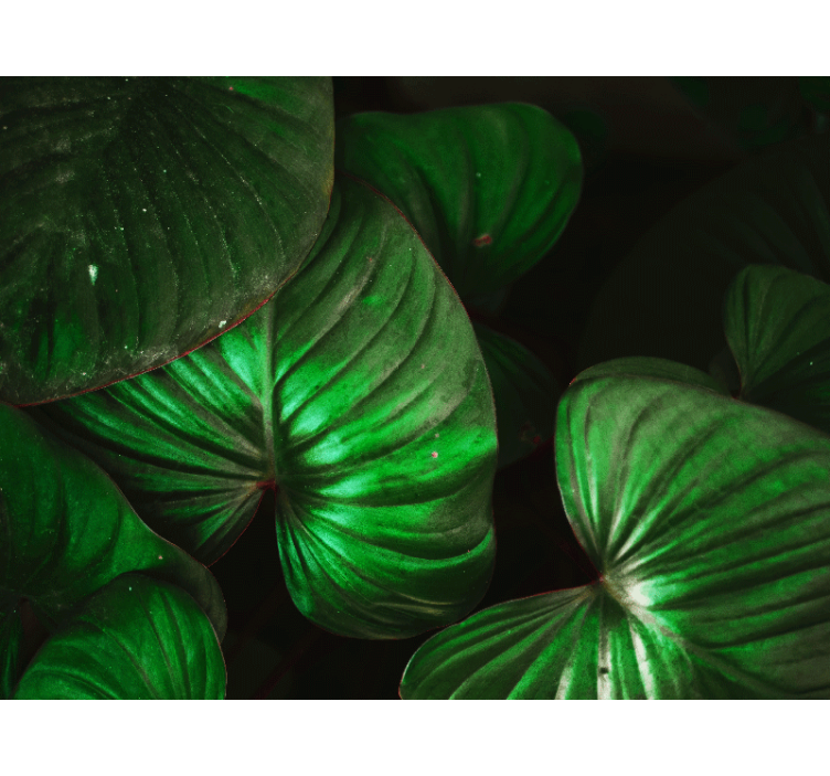 Mural de naturaleza hojas verdes vibrantes - TenVinilo