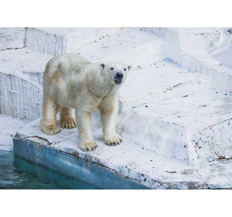 Mural de animales oso polar en posición - TenVinilo