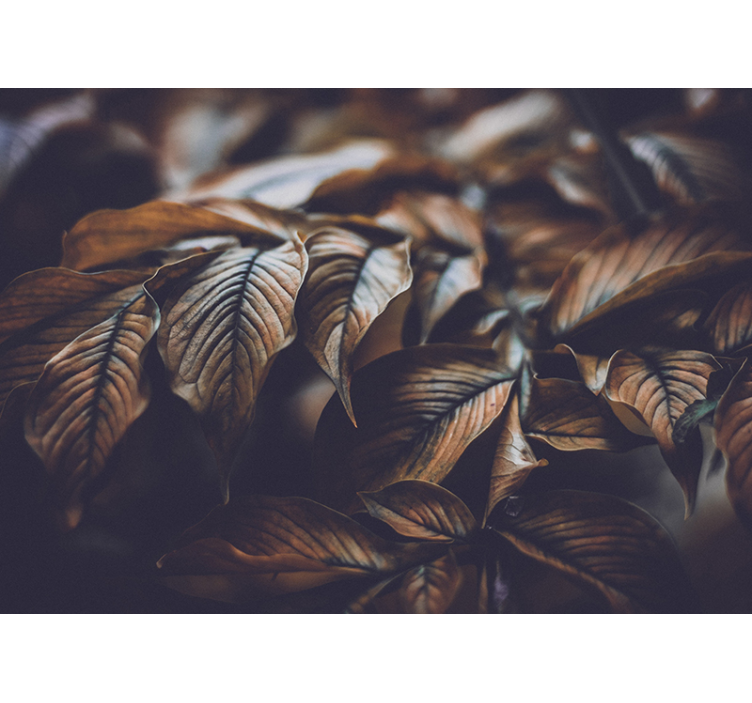 Mural flores primer plano de hojas de otoño - TenVinilo