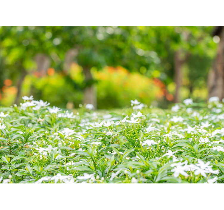 Mural de flores flores blancas exuberantes - TenVinilo