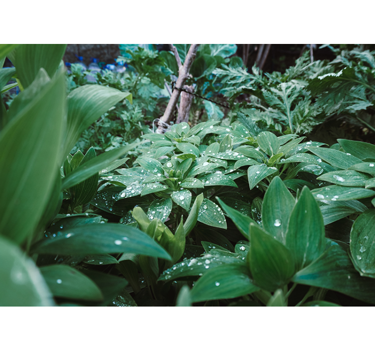 Fotomural 3D Hoja verde con gotas de agua - TenVinilo