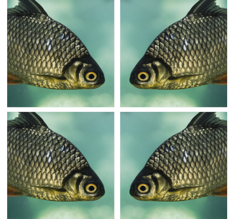 Posavasos de peces carpa realista - TenVinilo