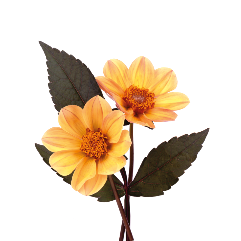 Poster flores y plantas dos flores - TenVinilo