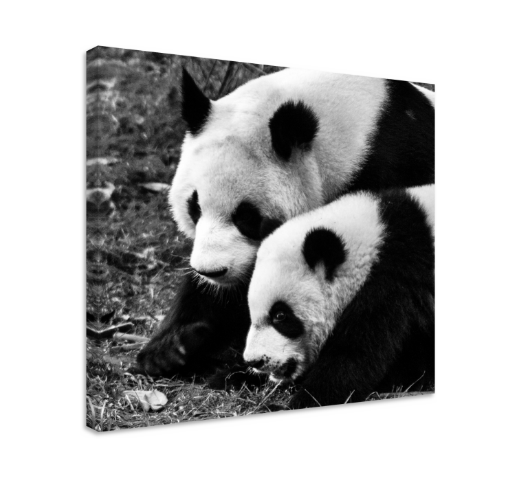 Cuadro animales abrazo de pandas - TenVinilo