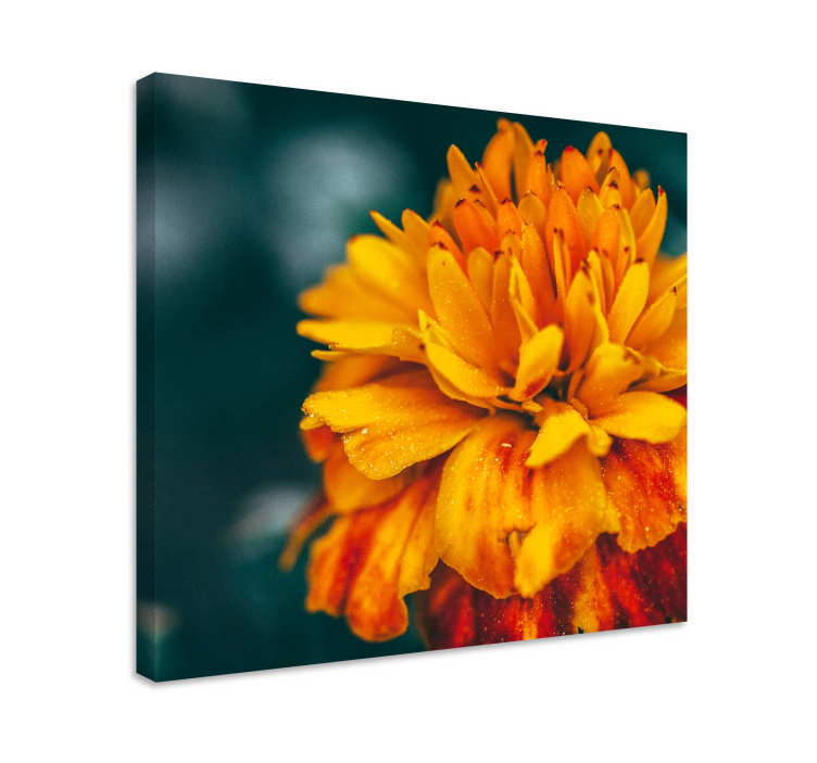 Cuadro de flores flor naranja vibrante - TenVinilo