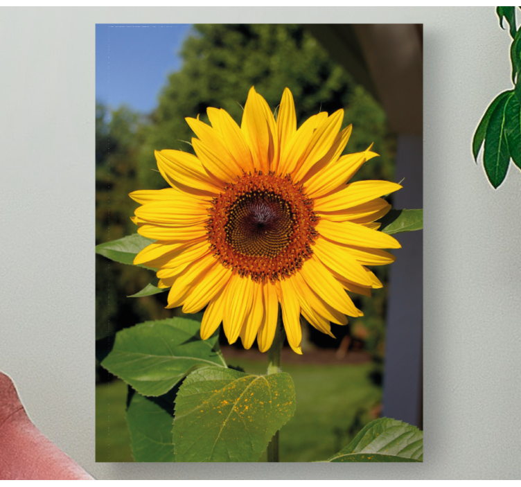 Cuadro de flores Flor del sol sobre fondo verde - TenVinilo