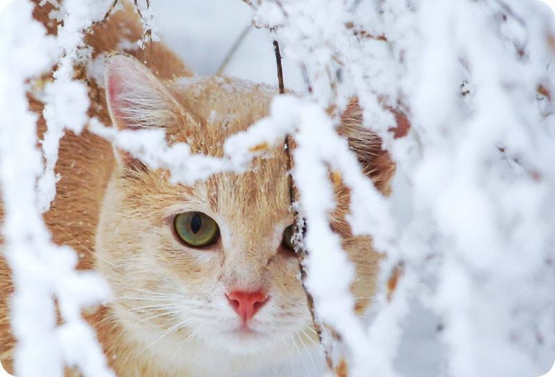 Alfombra vinílica animales gato con estalactita - TenVinilo
