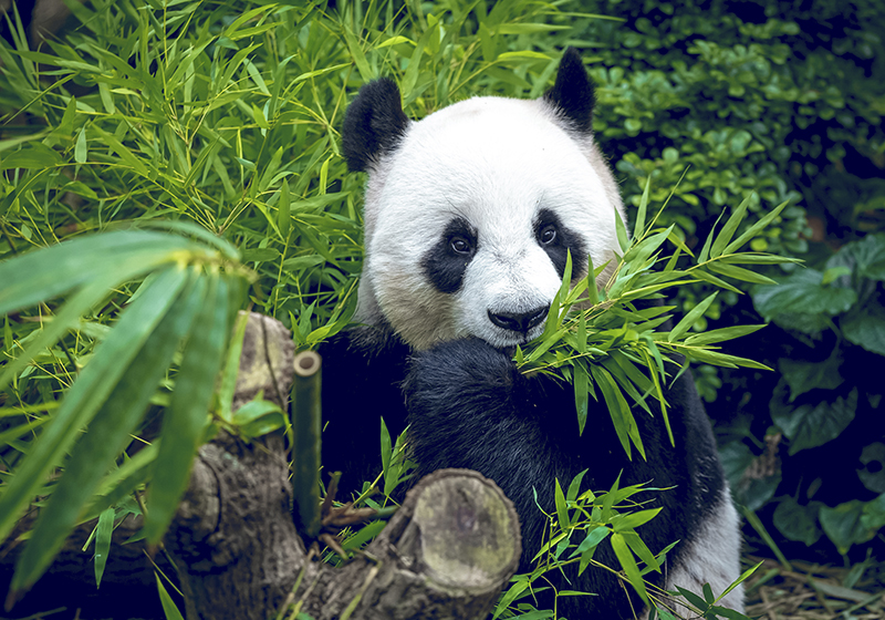 Alfombra vinílica verde panda adorable - TenVinilo