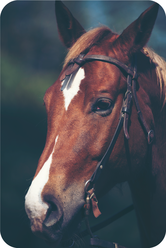 Alfombra vinílica animales majestuosa cabeza de caballo - TenVinilo