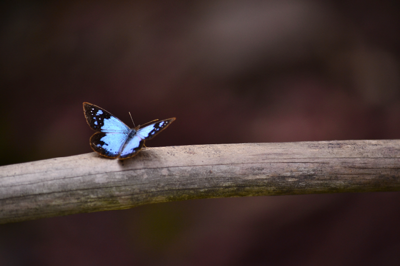 Alfombra vinílica naturaleza mariposa en la rama - TenVinilo