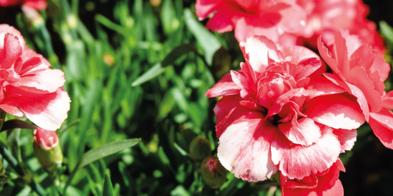 Alfombra vinílica flores rosas y hierba - TenVinilo