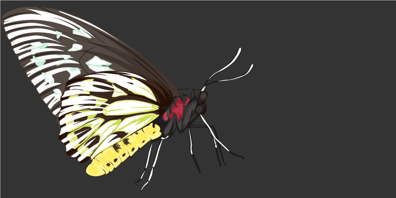 Alfombra vinílica naturaleza imágenes de mariposas - TenVinilo