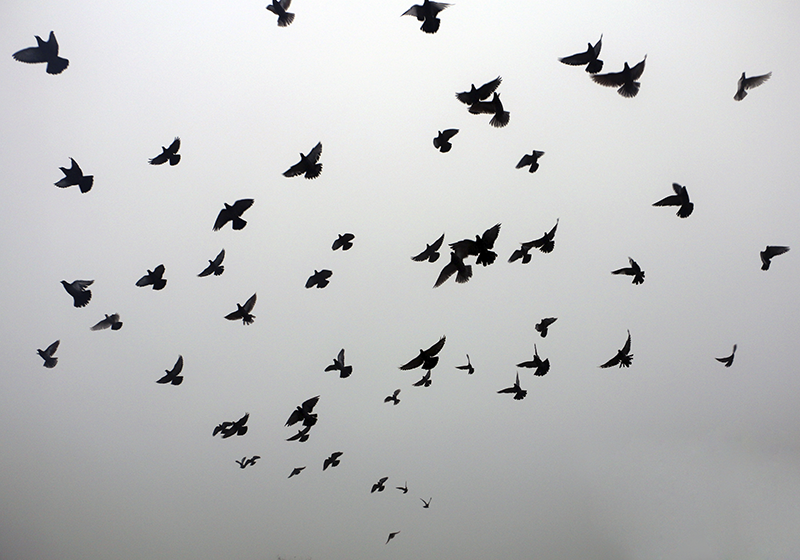 Alfombra vinílica infantil patrón de pájaros voladores - TenVinilo