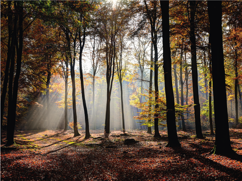Alfombra vinílica naturaleza tranquilidad del bosque - TenVinilo