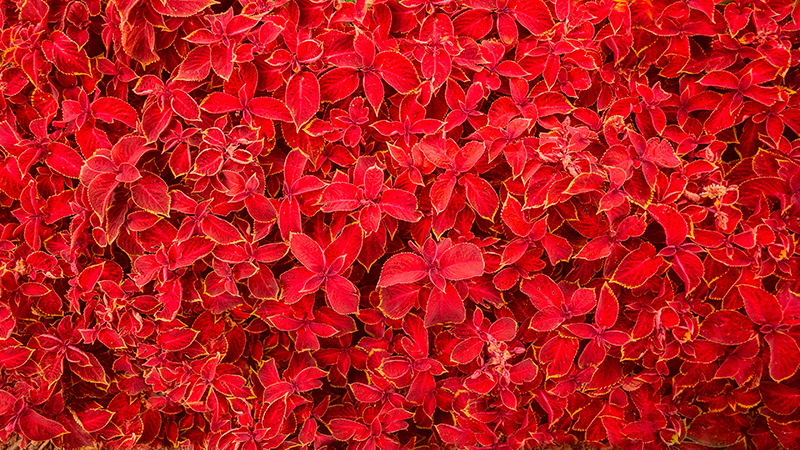 Alfombra vinílica roja patrón de pétalos - TenVinilo
