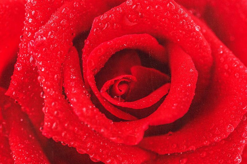 Alfombra vinílica roja flor rosa - TenVinilo